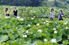 강진 보은산 연꽃단지에서 여름휴가 즐겨요!