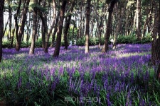 서천 장항 해찬솔길 걸으며 꽃·소나무·억새·갯벌 보며 休