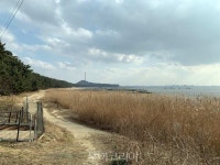 서천 장항 해찬솔길 걸으며 꽃·소나무·억새·갯벌 보며 休