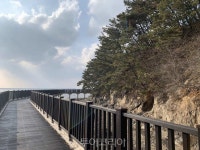 서천 장항 해찬솔길 걸으며 꽃·소나무·억새·갯벌 보며 休