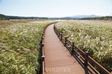 양양으로 가을 여행! 남대천 억새, 코스모스 만발