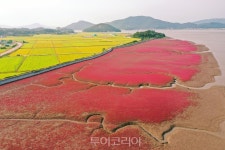 Naver 搜索结果照片 1