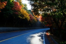 완도 청산도 단풍 20일 절정! 슬로길 걸으며 늦가을 정취 만끽