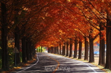 순창군, 강천산가는 오색단풍길 조성키로 