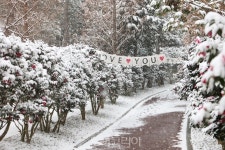 눈 속에 핀 2004만송이 애기동백, 신안 섬 겨울꽃 랜선축제로 즐겨요!