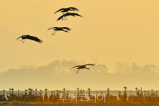 서산 천수만 철새도래지 생태관광지역 3연속 지정