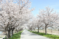 어디론가 떠나고 싶은 봄, 익산에서 만끽해보자!