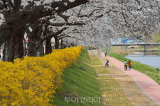 프랑스 가이드 레아모와 떠나는 순창 벚꽃 여행