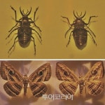 신기한 곤충 세계 무주반디랜드 사계절 곤충 체험장 탈바꿈