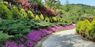 [어린이날 가볼만한 곳] 진안군 꽃잔디 동산,.."분홍빛 꽃길 걸어요!"