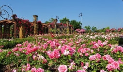 대전 한밭수목원 100만 송이 장미꽃 절정