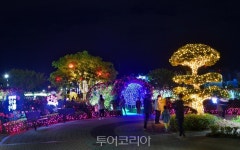 낮보다 아름다운 삼척 장미공원..7월 18일까지 야간 개장