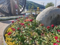 5월엔 화사·향기로운 장미로 힐링타임!..대구 장미꽃 명소 9곳