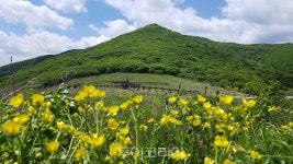 천상의 화원 곰배령 1일 900명 한해 제한적 탐방제 운영