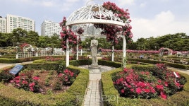 고양시 일산 호수공원 장미원 장미꽃 물결