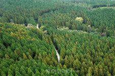 발왕산·축령산 등 5곳 국유림 명품숲 선정