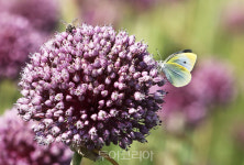 보라빛 물결 코끼리 마늘꽃 따라 여름 풍경 즐겨요!