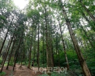 전주 슬로길, 한옥마을 둘레길·건지산길 걸으며 힐링