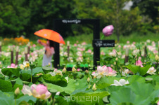 강릉 경포가시연습지 가시연 개화 시작