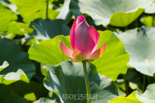 호남제일정 피향정 연꽃의 우아한 자태 