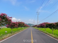 코로나시대 여행법! 자동차로 서천 배롱나무 드라이브 길 달려요!