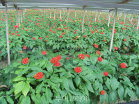 올 가을, 영주풍기인삼축제로 건강과 축제재미 챙겨볼까!