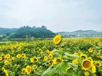 백제와 만나는 안심 언택트 '공주 여행'!