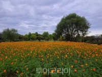 여주 금은모래강변공원에서 황화코스모스로 힐링하며 인생샷