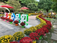 전남 완도수목원서 국화향 즐기며 가을산책 만끽!