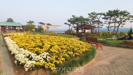 가을꽃 구경 제천 농업기술센터 휴(休)자연치유 가을정원으로!