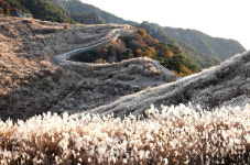 [포토] 무르익은 가을! 창녕 화왕산 억새 절정