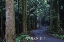 한국관광의 별, 서귀포 치유의숲·신안 퍼플섬 등 8개 선정
