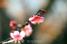 [포토] 한달 먼저 꽃망울 터트린 하동공원 홍매화