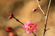 [포토] 한달 먼저 꽃망울 터트린 하동공원 홍매화