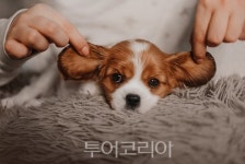 제주의 겨울 색다르게 즐기기! 오름 산행하고 프라이빗 캠핑 만끽