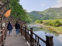 봄기운 즐기며  영동 걷기길 걸으며 코로나블루 날여요!