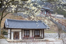 은은한 매화향에 봄내음 물씬 '부여동매'