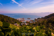 화창한 봄날, 야생화 만발한 안산 풍도로 봄여행! 