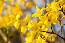 노란 개나리 물결, 봄의 향기 가득한 김천 감천면으로 오세요!