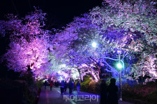 강화군, 강화산성 북문 벚꽃길 3년 만에 개방