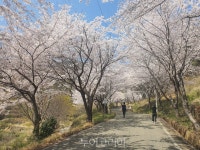 고성군, 유흥리~갈천리 십리벚꽃길 벚꽃 만개