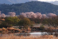 [포토] 깅진 금곡사 도로변 왕벚꽃 만개, 꽃 대궐 이뤄