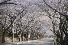 [포토] 깅진 금곡사 도로변 왕벚꽃 만개, 꽃 대궐 이뤄