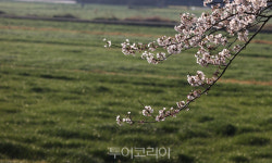 [포토] 깅진 금곡사 도로변 왕벚꽃 만개, 꽃 대궐 이뤄