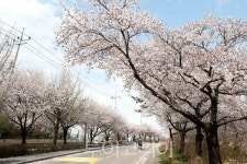 주말 봄여행, 벚꽃이 지기 전에 벚꽃 만개한 전남 무안으로!