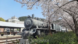 환상적인 합천 100리 벚꽃길