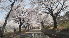 환상적인 합천 100리 벚꽃길