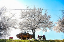 완연한 봄…영주시 벚꽃 절정