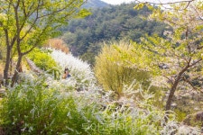 조팝나무·목련 등 1만 그루 만개한 구례수목원 탐방객 유혹