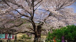 금산 보곡산골 산벚꽃 이번 주말 절정! 산벚꽃 즐기며 힐링